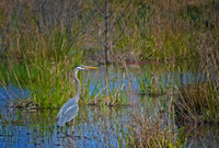 A Great Blue Heron at the Burrage 2016
