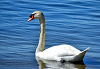 Oldham Pond 2016