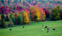 DSC_0990-Fall in Vermont
