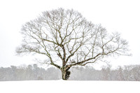 DSC_0618- A Winter Tree in Kingston, MA