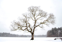DSC_0635-A Winter Tree in Hanover, MA