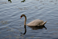 Oldham Pond Swan 2016
