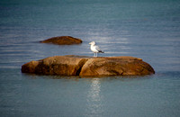 Sunning Seagull
