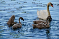 DSC_0051-c