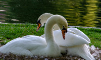 Romeo and Juliette,    Boston Public Gardens