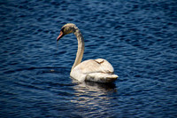 DSC_0092-c