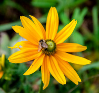 Flower with Bee
