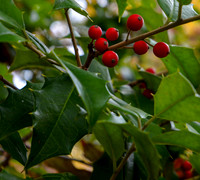 Holly Berries