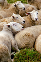 Vermont Sheep