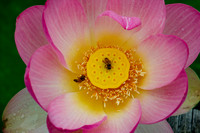 Lotus Flower with Two Bees