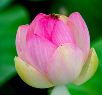 Lotus Flower with Bee