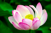 Lotus Flower 1