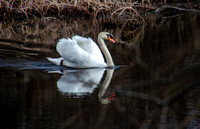 Papa Swan at Jenny Pond in Plymouth MA