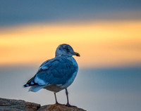 Seagull at Sunset