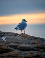 Seagull at Sunset on the Rock