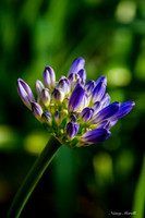 DSC_0307-C-sig darklight