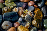 Colored Beach Rocks