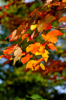 Fall Leaves