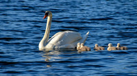 DSC_0669-c