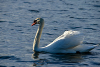 DSC_0587-c