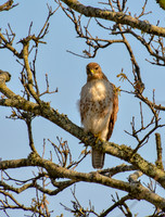 Falcon