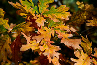 DSC_1104-c