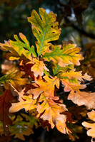DSC_1105-c